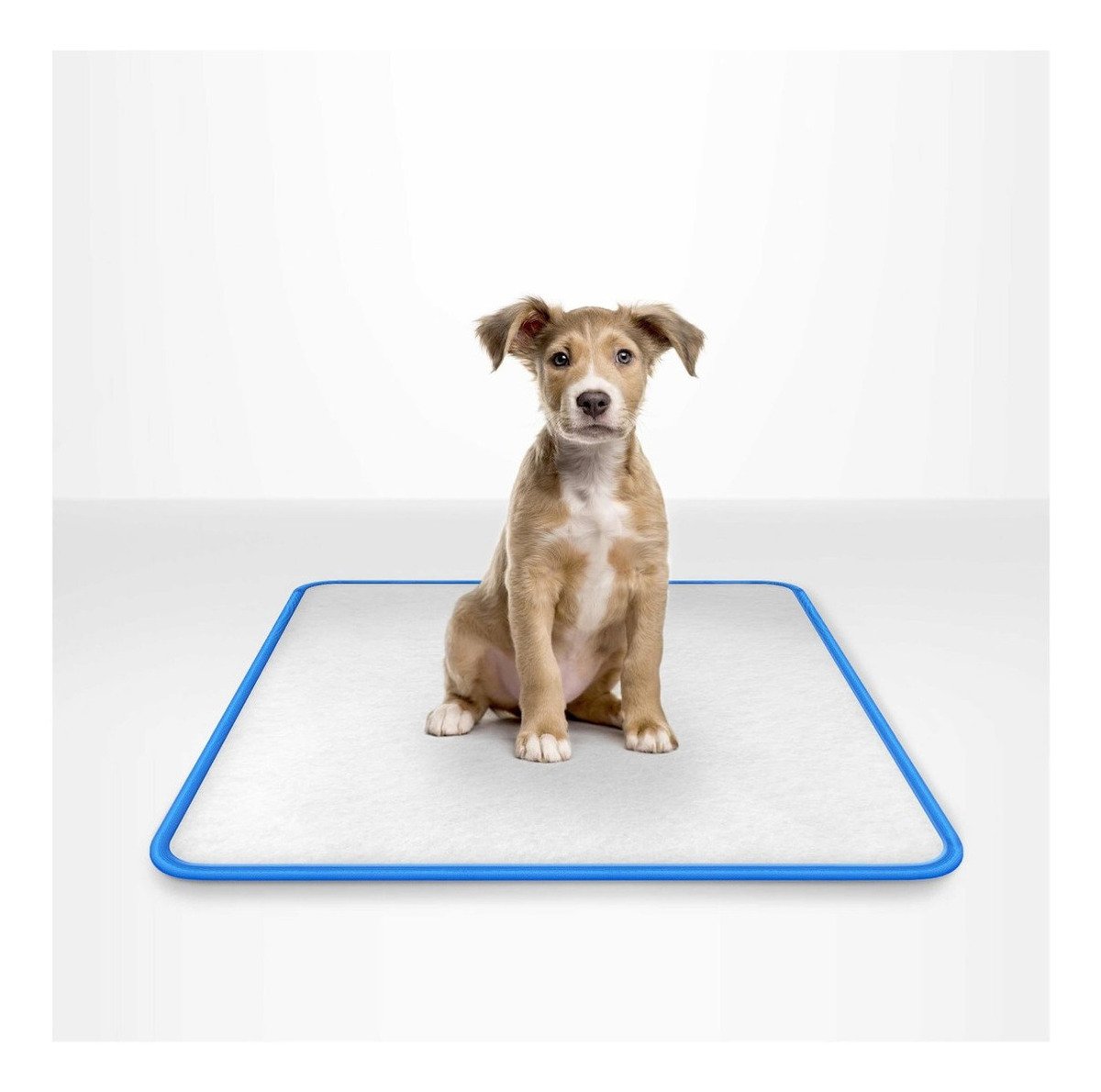 Tapetes Absorventes para Pets: Mais Higiene e Conforto em Casa buy now!