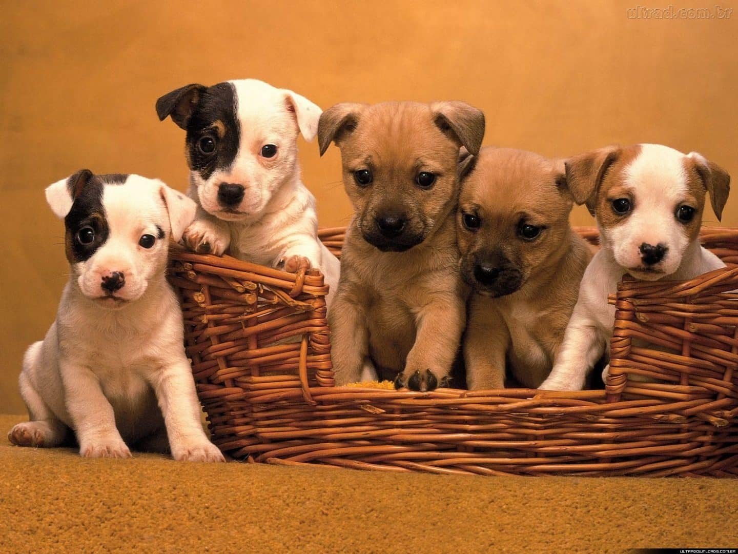 Brinquedos para Pets: Distração, Diversão e Bem-Estar