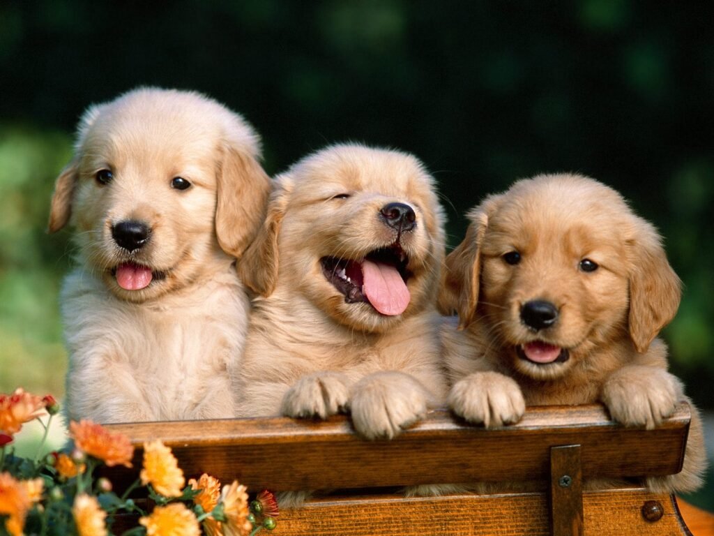 racas filhotes de cachorros mais fofos golden retriever